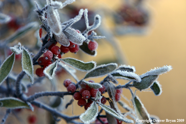 Frost covered vegetation.
