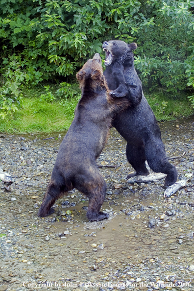 Brown bear in the river.