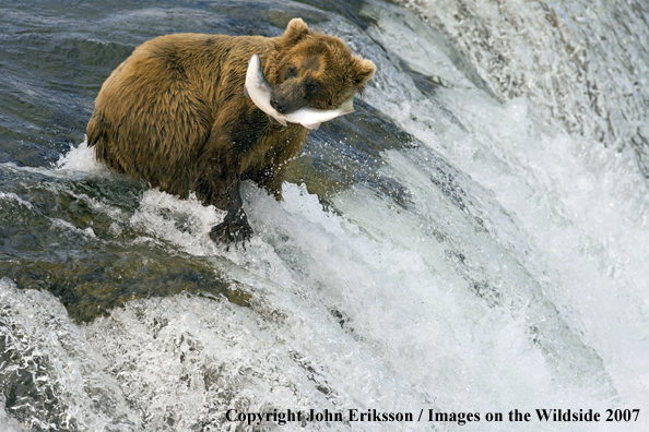Brown bear fishing