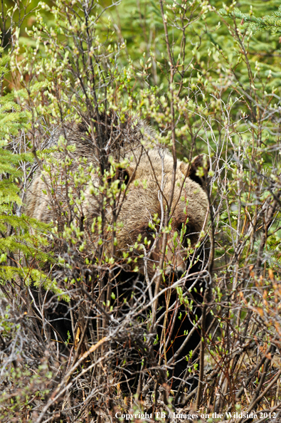 Grizzly Bear in habitat.