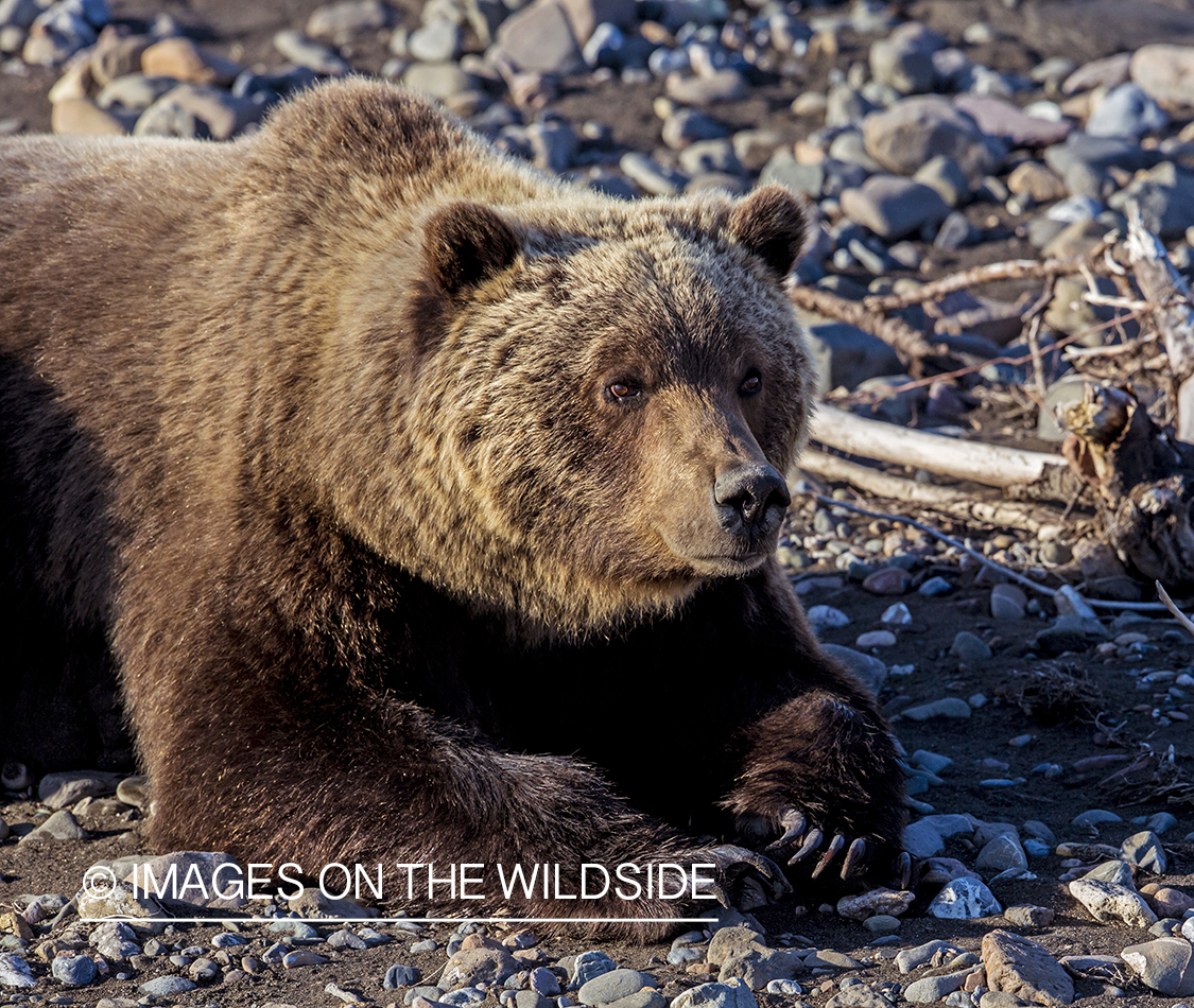 Grizzly Bear in Alaskan habitat.