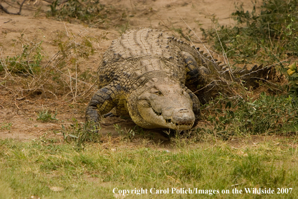 Crocodile in habitat