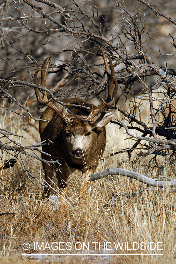Mule deer 