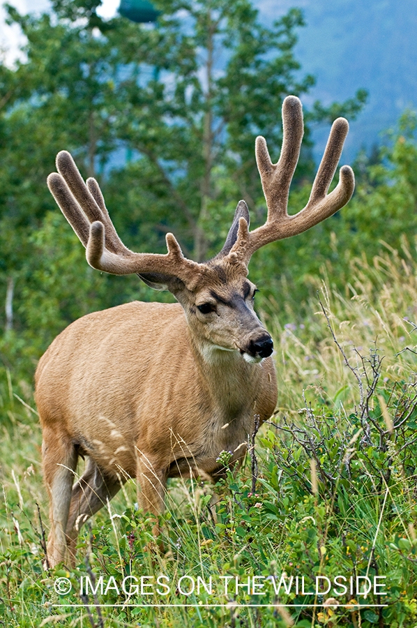 Mule Buck in Velvet
