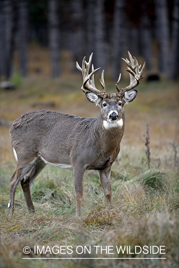 White-tailed buck in woods.
