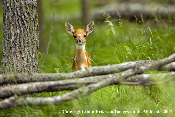 White-tailed fawn in habitat.
