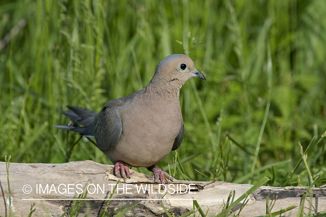Mourning dove on log.