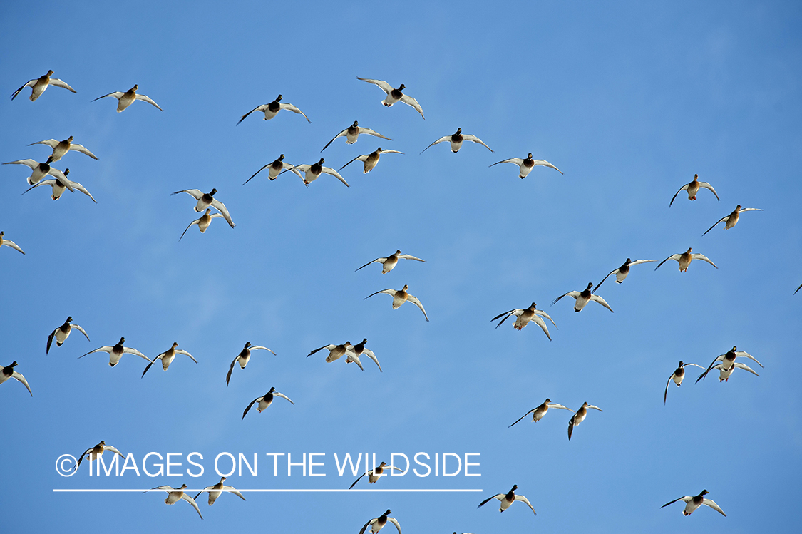 Mallard ducks in flight.