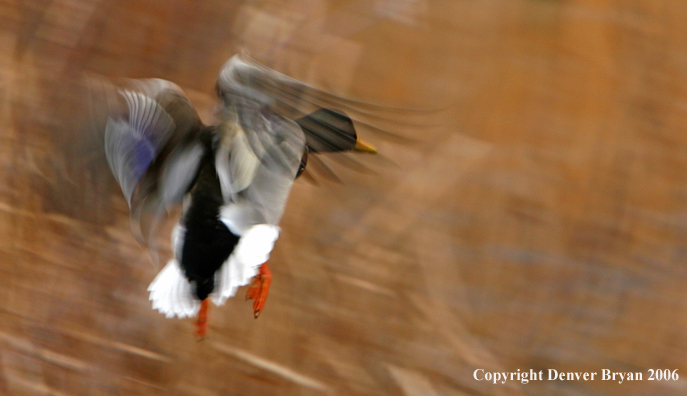 Mallard Ducks in flight.