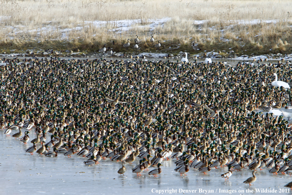 Large flock of mallards resting on ice/water.