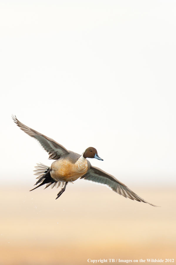 Pintail Duck in flight.