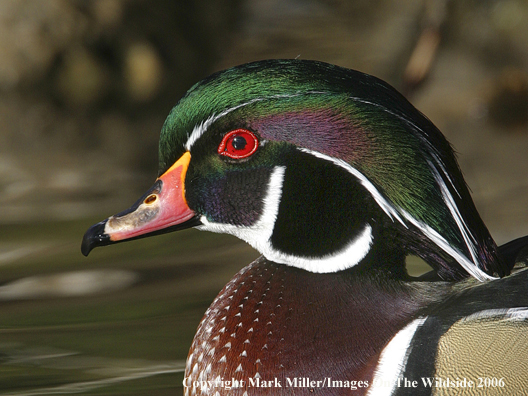 Wood duck in habitat.