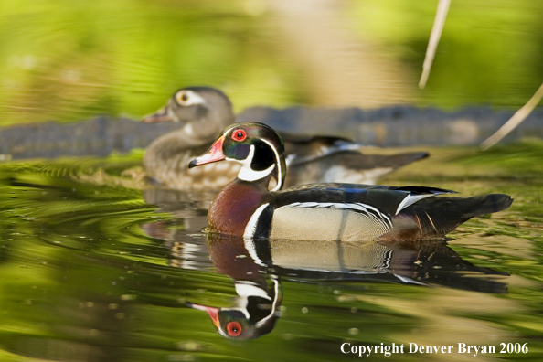 Wood duck pair swimming.