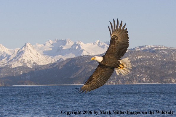 Bald Eagle in flight.