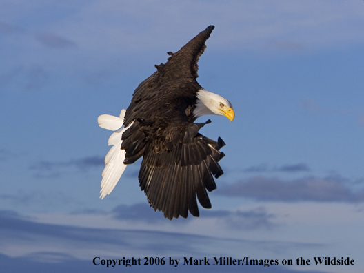 Bald Eagle in flight.