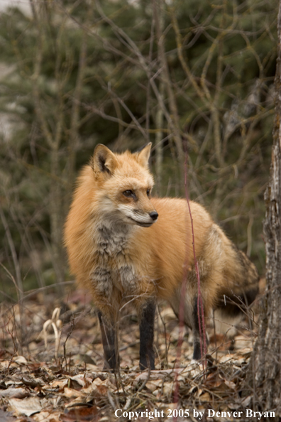 Red fox in habitat.
