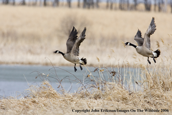 Canada geese in habitat.