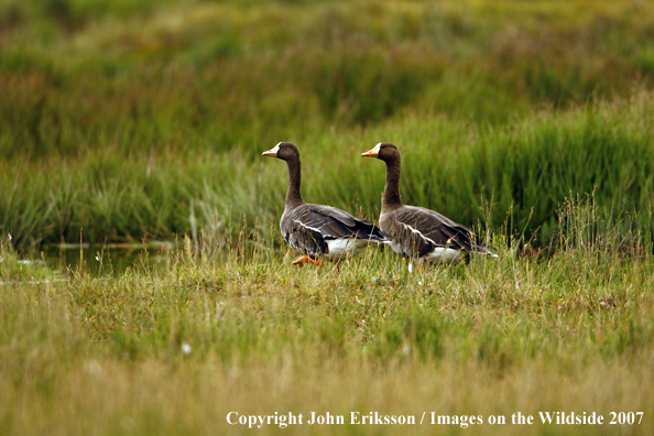 White-fronted goose 