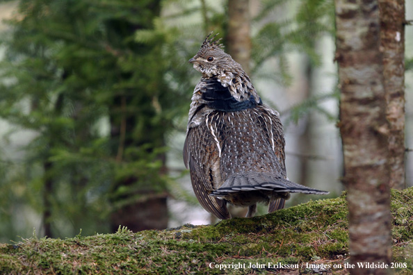 Ruffed Grouse 