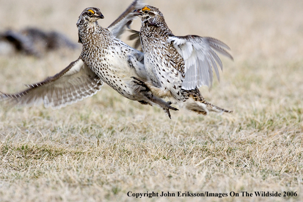 Sharp-tailed grouse fighting in habitat.