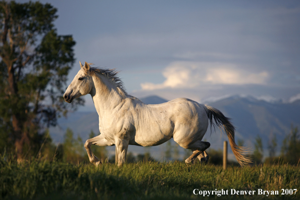 Quarter horses in field