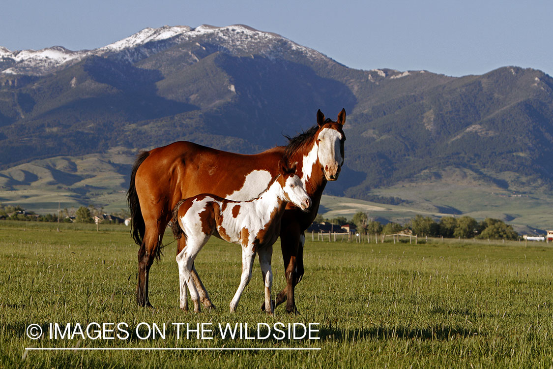 Paint Horse mare with foal in pasture.