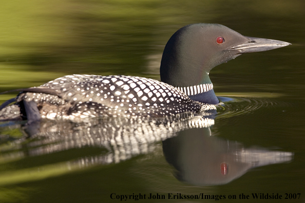 Loon in habitat