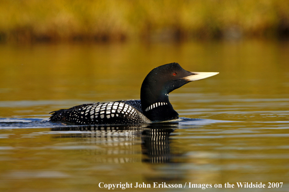 Yellow-billed Loon in habitat