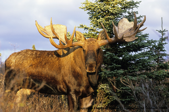 Moose in habitat