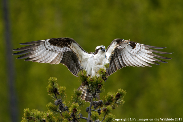Osprey landing on tree. 