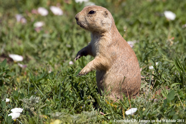 Prairie dog sitting up in meadow. 