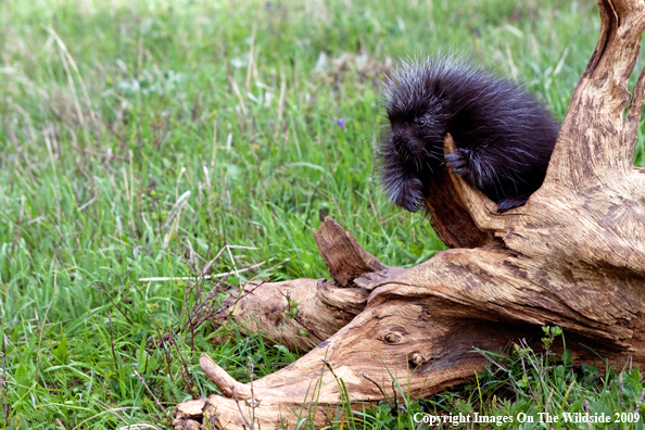 Porcupine in habitat
