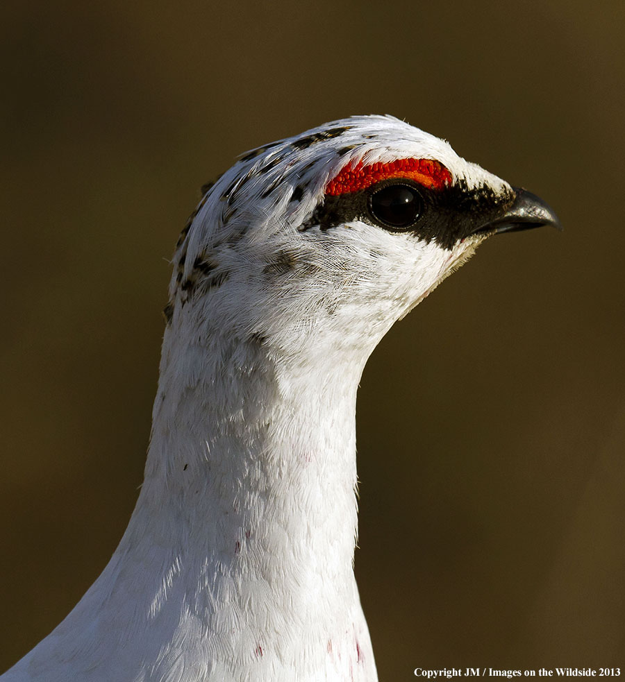 Rock ptarmigan in habitat.