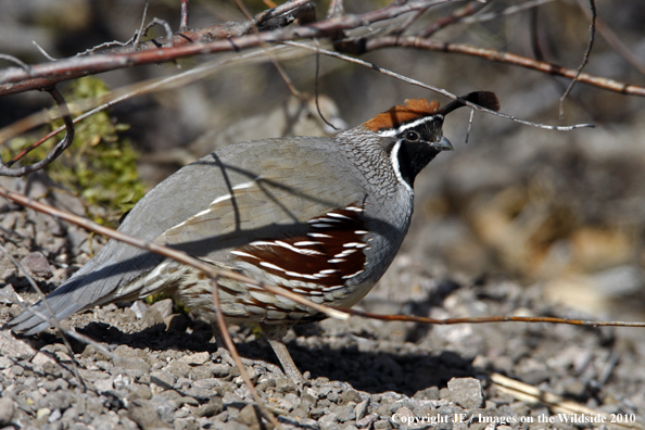 Gamble's Quail in habitat.