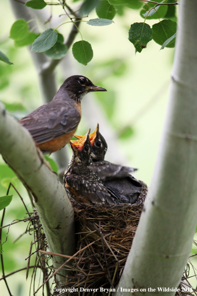 Mother Robin feeding her young