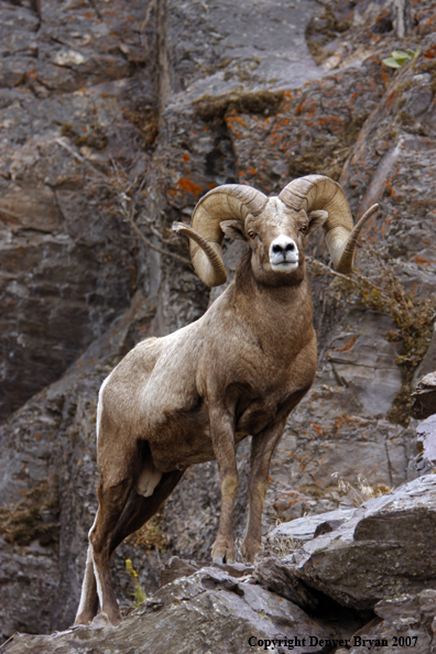 Rocky Mountain Big Horn Sheep