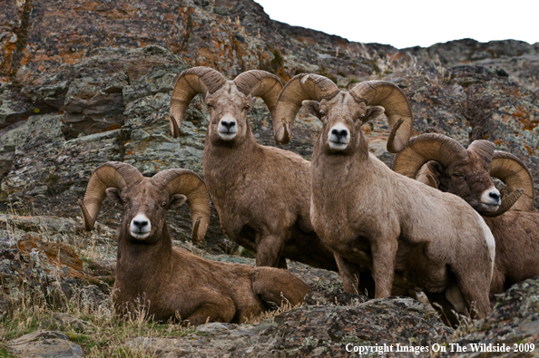Rocky Mountain Bighorn Sheep