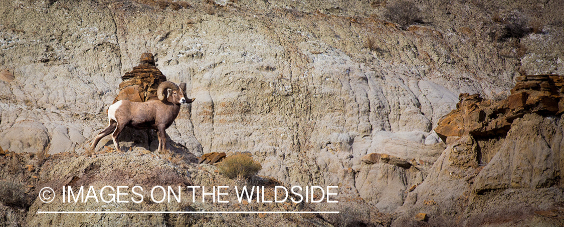Bighorn sheep ram in habitat.