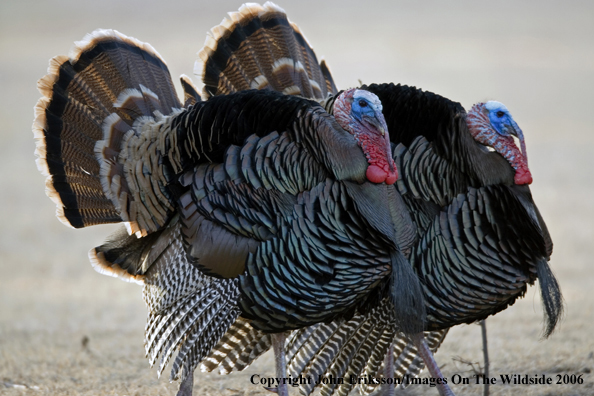 Rio Grande Turkeys in habitat. 