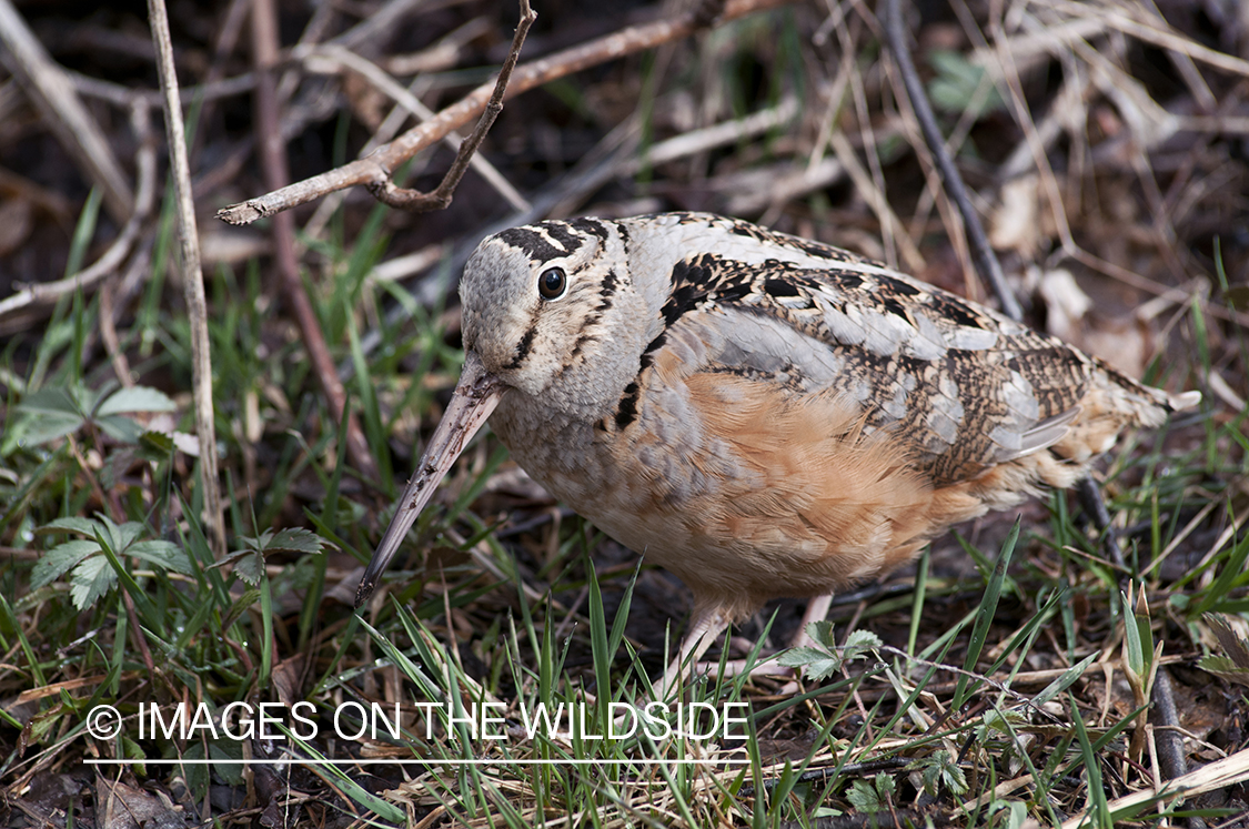 Woodcock probing for earthworms underground.
