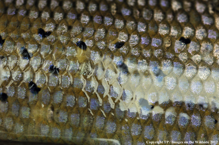 Grayling scales. 