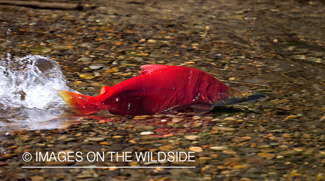 Alaskan Sockeye Salmon