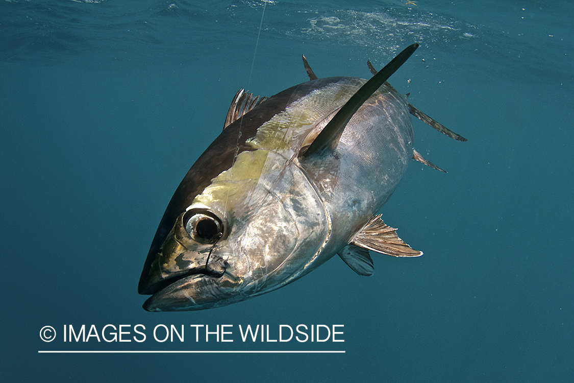 Deep sea fisherman with tuna on line.