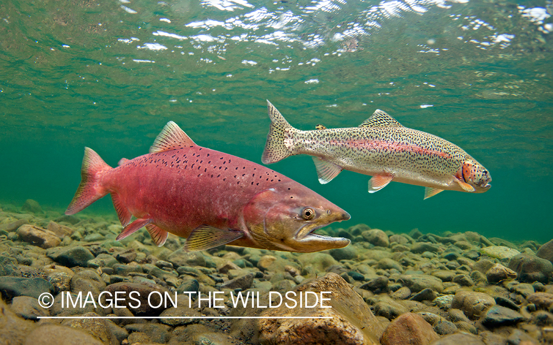 Alaskan Rainbow Trout