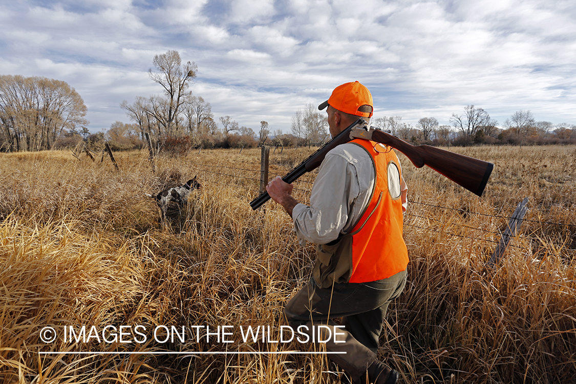 Upland game bird hunter in field with Griffon Pointer.