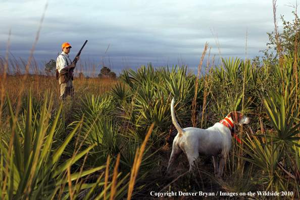  English Pointer with hunter in field 
