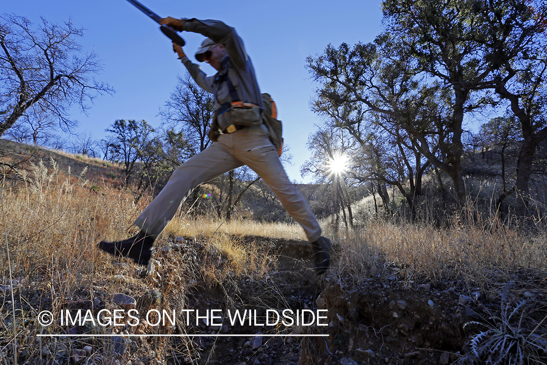 Upland game bird hunter jumping dry creek bed.