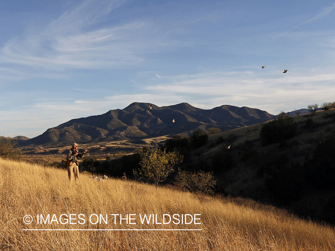 Mearns quail hunter in field with dog.