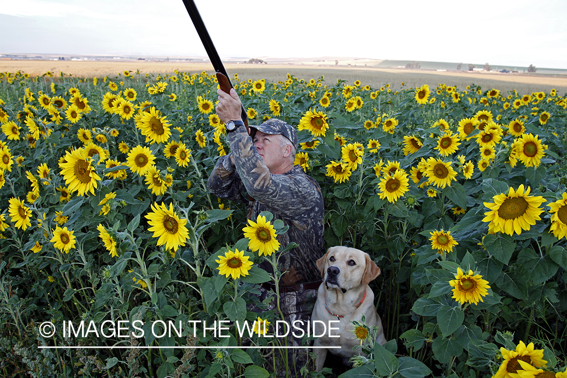 Dove hunter taking aim with yellow lab in sunflower field.
