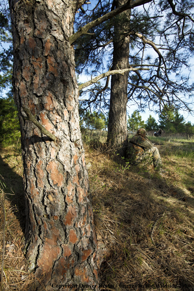 Hunter with (Merriam's) turkey in sights